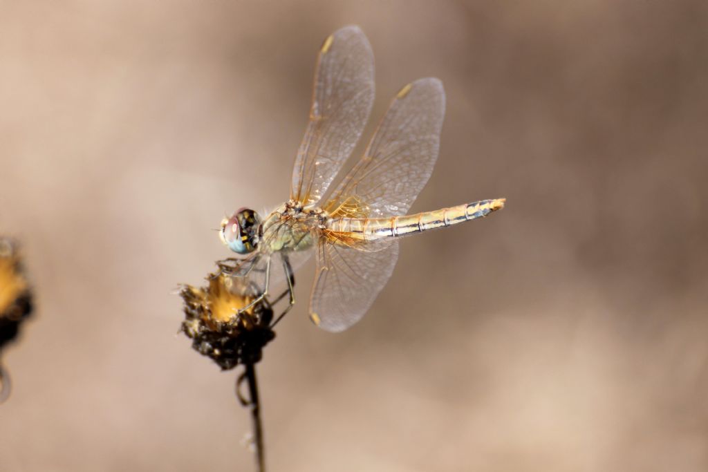 Tutti Sympetrum fonscolombei?